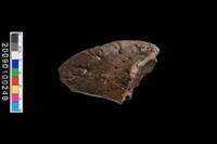 藏品(牛蹄化石)的圖片