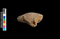 藏品(牛蹄化石)的圖片