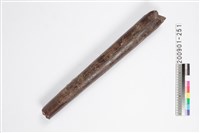 藏品(象牙化石)的圖片