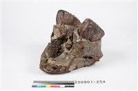 藏品(象上顎連接蝶骨化石)的圖片