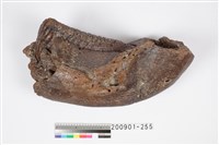 藏品(象右下顎化石)的圖片