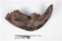 藏品(象左下顎化石)的圖片