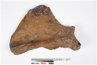 藏品(左肩胛骨化石)的圖片