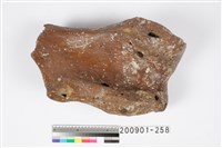 藏品(左肱骨化石)的圖片
