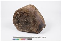 藏品(魚脊椎骨化石)的圖片