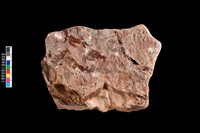 藏品(植物化石)的圖片