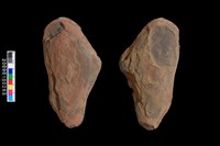 藏品(植物生痕化石)的圖片