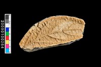 藏品(植物生痕化石)的圖片