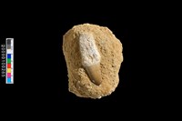 藏品(牙齒化石（滄龍）)的圖片