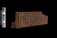 藏品(魚頭骨化石殘件)的圖片