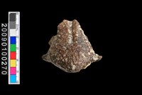 藏品(海生動物頭骨化石)的圖片