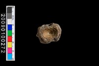 藏品(魚脊椎化石)的圖片