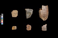 藏品(烏龜化石)的圖片