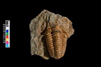 藏品(三葉蟲化石)的圖片