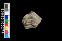 藏品(三葉蟲化石)的圖片