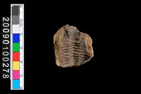 藏品(三葉蟲生痕化石殘件)的圖片