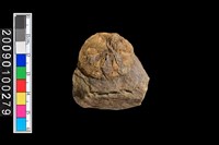 藏品(水母化石)的圖片