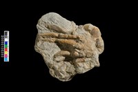 藏品(螃蟹化石)的圖片