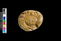 藏品(螃蟹化石)的圖片