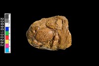 藏品(螃蟹化石)的圖片