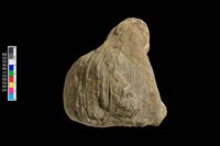 藏品(海星化石)的圖片