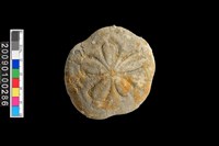 藏品(海星化石)的圖片