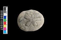 藏品(海星化石)的圖片