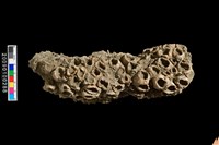 藏品(藤壺化石)的圖片