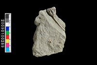 藏品(珊瑚化石？)的圖片