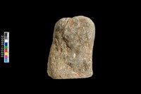 藏品(貝殼及浮游生物化石)的圖片