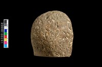 藏品(貝殼及浮游生物化石)的圖片