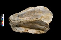 藏品(牡蠣化石)的圖片