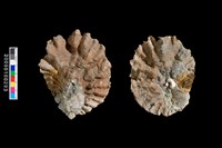 藏品(牡蠣)的圖片