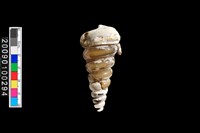 藏品(乳白鶉螺化石)的圖片