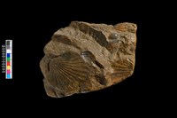 藏品(扇貝化石)的圖片