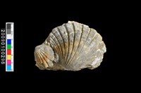 藏品(扇蛤化石)的圖片
