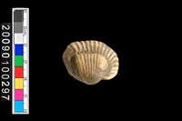 藏品(毛蚶化石)的圖片