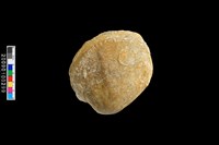 藏品(蛤類化石)的圖片