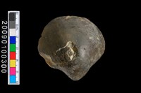 藏品(蛤類化石)的圖片