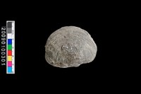 藏品(蛤類化石)的圖片