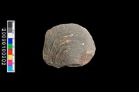 藏品(蛤類化石)的圖片