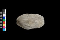 藏品(蛤類化石)的圖片