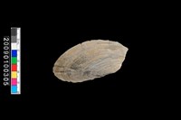 藏品(蛤類化石)的圖片