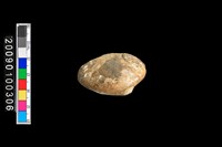 藏品(蛤類化石)的圖片