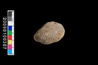 藏品(蛤類化石)的圖片