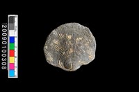 藏品(蛤類化石)的圖片