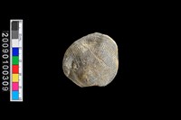 藏品(蛤類化石)的圖片