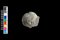 藏品(蛤類化石)的圖片