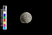 藏品(蛤類化石)的圖片