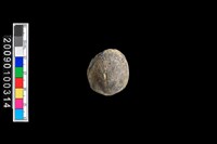 藏品(蛤類化石)的圖片